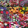 Nurserymans Choice Summer Favourites