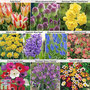 Bumper Bulb Bonanza Collection