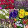 Bumper Perennial Collection