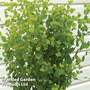 Bupleurum rotundifolium 'Green Gold' - Kew Flowerhouse Seed Collection