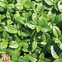 Basil 'British Basil' - Seeds