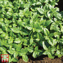 Basil 'British Basil' - Seeds