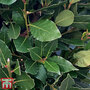 Laurus nobilis 'Bay Junior' (Standard)
