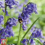 English Bluebells