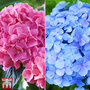 Hydrangea macrophylla 'Bela Collection'