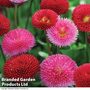 Bellis 'Pomponette' Bicolour Frilly Mix