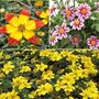 Bidens Collection Mix