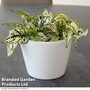 Hypoestes phyllostachya 'White'