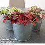 Hypoestes phyllostachya Collection