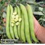 Broad Bean 'Luz de Otono'