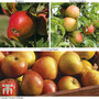 Britains Favourite Apple Tree Collection