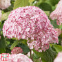 Hydrangea arborescens 'Candybelle Bubblegum'