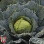 Cabbage 'Cordesa' (Autumn Savoy) - Seeds