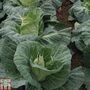 Cabbage 'Tantour' F1 Hybrid (Summer) - Seeds