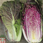 Cabbage chinese 'Scarvita' F1 Hybrid (Autumn) - Seeds