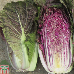 Cabbage chinese 'Scarvita' F1 Hybrid (Autumn) - Seeds