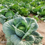 Cabbage 'April' (Spring) - Seeds