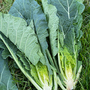 Collard 'Hi-Crop' F1 - Seeds