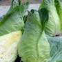 Cabbage 'Greyhound' - Seeds