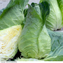 Cabbage 'Greyhound' (Summer/Autumn) - Seeds
