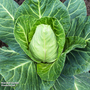 Cabbage 'Greyhound' (Summer/Autumn ) - Veg Saver Seeds