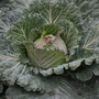 Cabbage 'Marabel' F1 - Seeds
