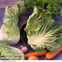 Cabbage 'Luzia' F1 (Summer) - Seeds