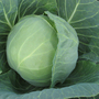 Cabbage 'Prestar' F1 - Seeds