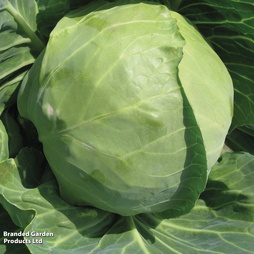 Cabbage 'Hero' F1 Hybrid (Spring) - Seeds