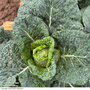 Cabbage 'Stelvio' F1 (Pointed Savoy) - Seeds