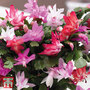 Christmas Cactus Tricolour - Gift