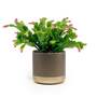 Christmas Cactus