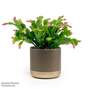 Christmas Cactus - Gift