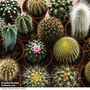 Cactus Mix