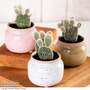 Opuntia microdasys albispina 'White'