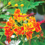 Caesalpinia pulcherrima - Seeds