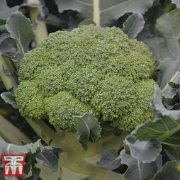Broccoli 'Komodo' F1 Hybrid (Calabrese) - Seeds