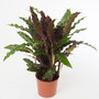 Calathea rufibarba