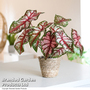 Caladium Heart to Heart® 'Bottle Rocket'
