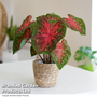 Caladium Heart to Heart® 'Fast Flash'