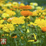 Calendula officinalis 'Fiesta Gitana Mixed' - Seeds