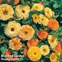 Calendula 'Art Shades' - Easy Grow Seed Range