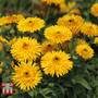 Calendula officinalis 'Calexis Yellow' - Seeds