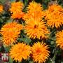 Calendula officinalis 'Calexis Orange' - Seeds