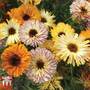 Calendula officinalis 'Playtime Mix' - Seeds