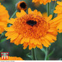 Calendula 'Crown Orange' - Seeds