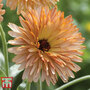 Calendula 'Orange Flash' - Seeds