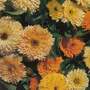 Calendula 'Art Shades' - Start-A-Garden? Seed Range