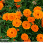 Calendula officinalis 'Candyman Orange' - Seeds