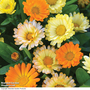 Calendula officinalis nana 'Citrus Cocktail' - Seeds